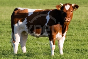 vaca.jpg
