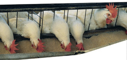 gallinas.jpg