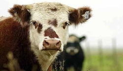 vaca.jpg