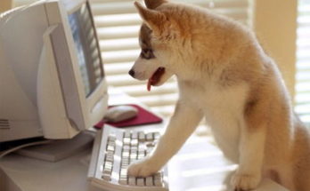 pc-perro.jpg