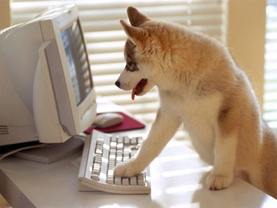 pc-perro.jpg