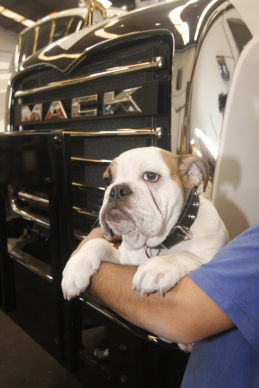 mack_recbulldog4.jpg