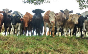 curious-cows-6819b.jpg